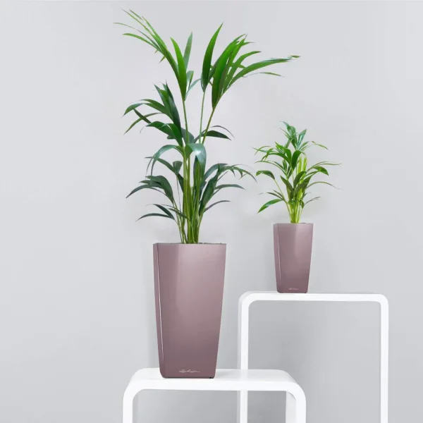 Palma kentia/howea (Howea) 100cm