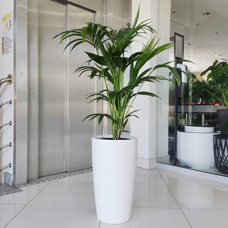 KOMPLET - Palma kentia + donica Lechuza Rondo biała