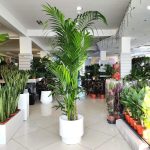 Palma Kentia (Kencja, Howea) 230cm