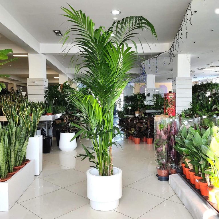 Palma Kentia (Kencja, Howea) 230cm