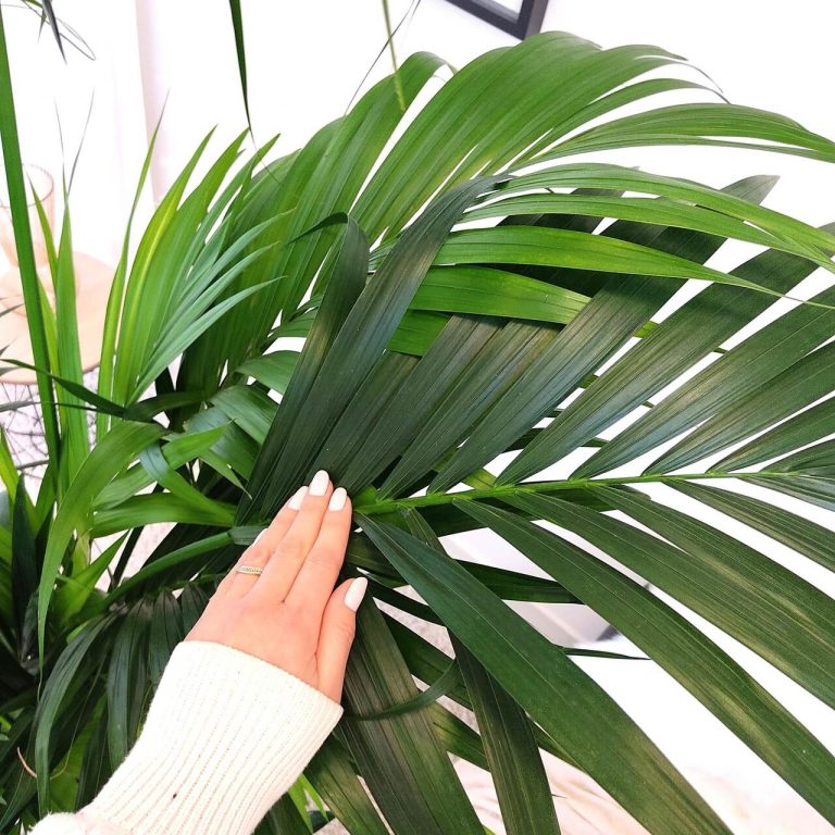 Palma Kentia (Kencja, Howea) 230cm