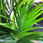 Palma Kentia (Kencja, Howea) 230cm