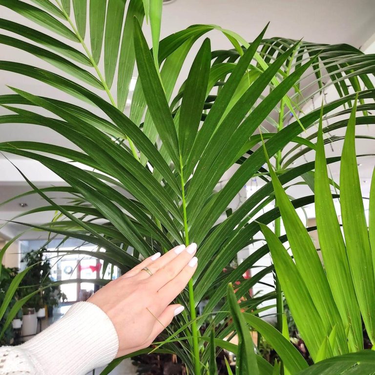 Palma Kentia (Kencja, Howea) 230cm