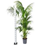 Palma Kentia (Kencja, Howea) 230cm