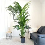 Palma Kentia (Kencja, Howea) 230cm