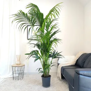 Palma Kentia (Kencja, Howea) 230cm