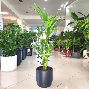 Palma Kentia (Kencja, Howea) 120cm