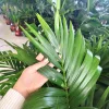 Palma Kentia (Kencja, Howea) 120cm