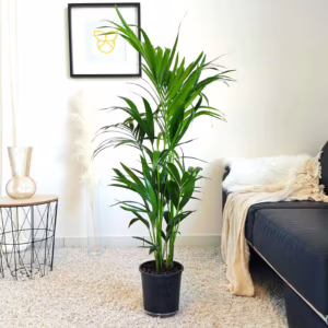 Palma Kentia (Kencja, Howea) 120cm