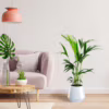 Palma kentia/howea (Howea) 90-100cm