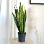 Sansewieria gwinejska (Sansevieria trifasciata 'Laurentii') 70cm