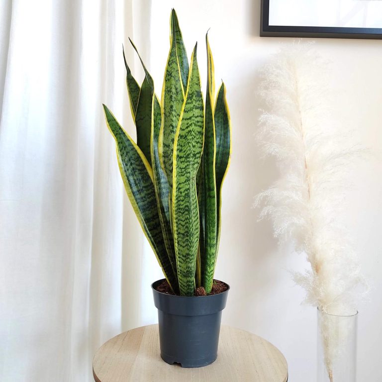 Sansewieria gwinejska (Sansevieria trifasciata 'Laurentii') 70cm