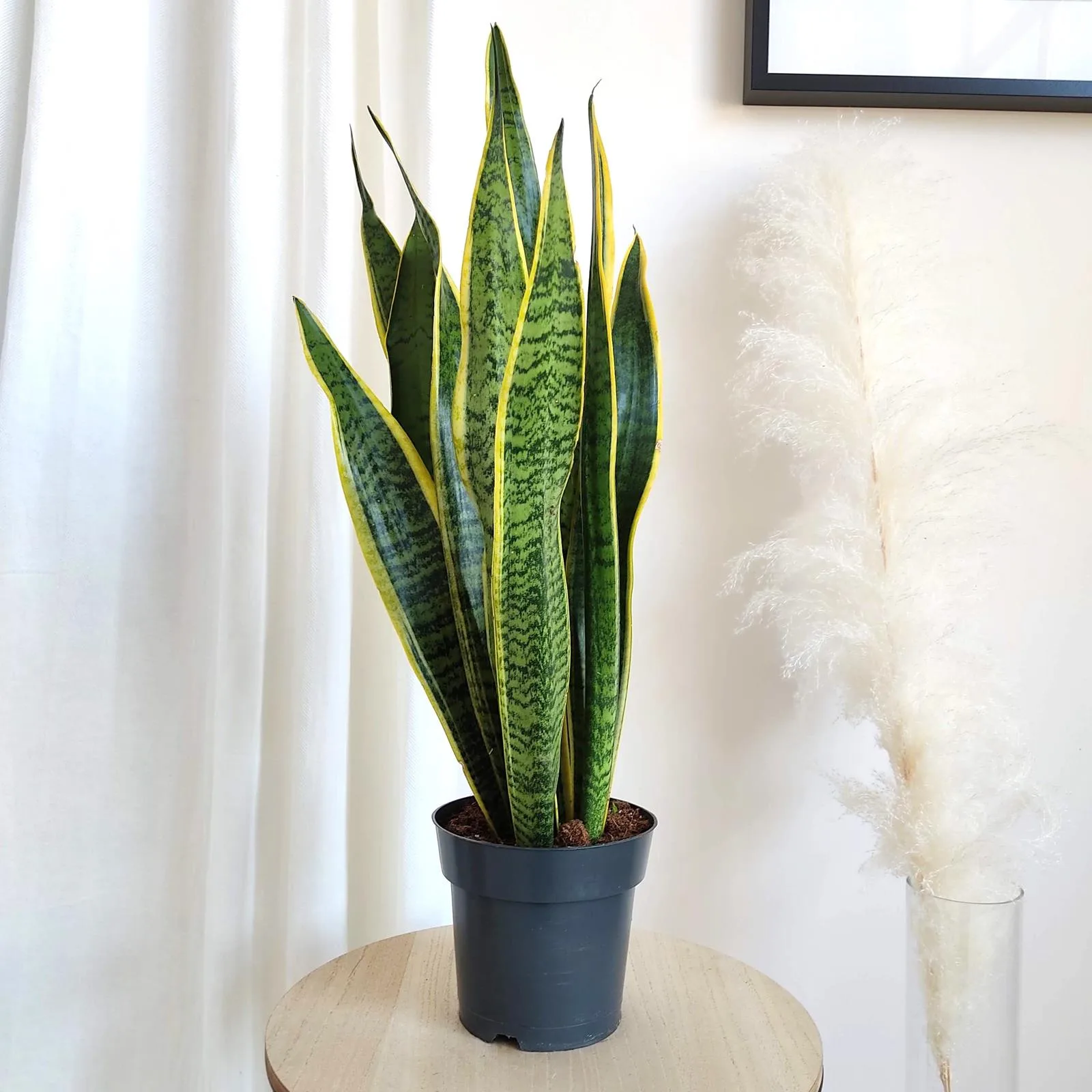 Sansewieria gwinejska (Sansevieria trifasciata 'Laurentii') 70cm