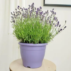 Lawenda wąskolistna (Lavandula Angusifolia 'Essence Pure') 45cm