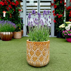 Lawenda wąskolistna (Lavandula Angusifolia 'Felice Light Blue)' 35-40cm