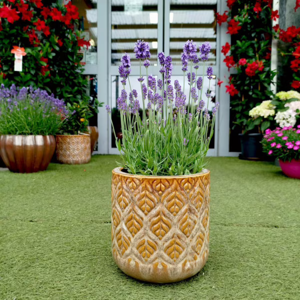 Lawenda wąskolistna (Lavandula Angusifolia 'Felice Light Blue)' 35-40cm