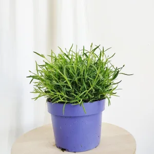 Lawenda wąskolistna (Lawenda Angusifolia 'Hidcote') 35cm