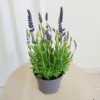 Lawenda (Lavandula angustifolia  ‘Spear Blue’) 30-35cm