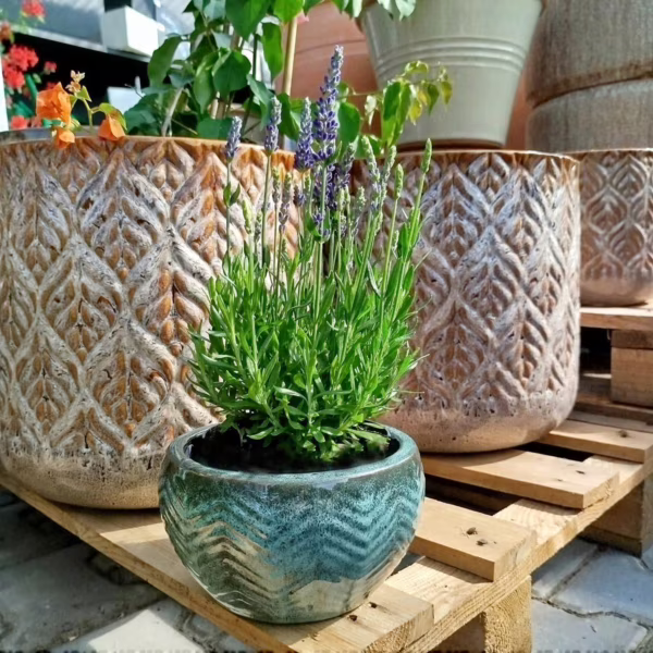 Lawenda (Lavandula angustifolia  'Spear Blue') 30-35cm