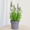 Lawenda (Lavandula angustifolia  ‘Spear Blue’) 30-35cm