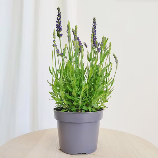 Lawenda (Lavandula angustifolia  'Spear Blue') 30-35cm
