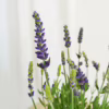 Lawenda (Lavandula angustifolia  ‘Spear Blue’) 30-35cm
