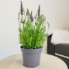 Lawenda (Lavandula angustifolia  ‘Spear Blue’) 30-35cm