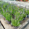 Lawenda (Lavandula angustifolia  ‘Spear Blue’) 30-35cm