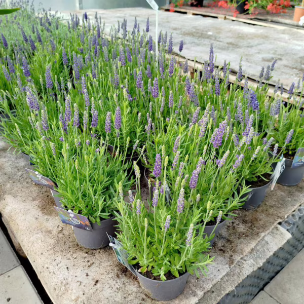 Lawenda (Lavandula angustifolia  'Spear Blue') 30-35cm