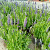 Lawenda (Lavandula angustifolia  ‘Spear Blue’) 30-35cm