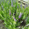 Lawenda (Lavandula angustifolia  ‘Spear Blue’) 30-35cm
