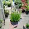 Lawenda (Lavandula angustifolia  ‘Spear Blue’) 30-35cm