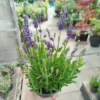 Lawenda (Lavandula angustifolia  ‘Spear Blue’) 30-35cm
