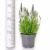 Lawenda (Lavandula angustifolia  ‘Spear Blue’) 30-35cm