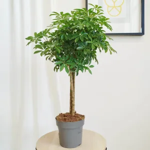 Szeflera drzewkowata (Schefflera arbolicora 'Luseana') 70cm