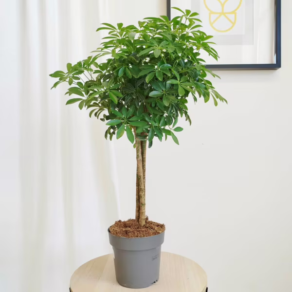 Szeflera drzewkowata (Schefflera arbolicora 'Luseana') 70-75cm