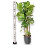 Fikus dębolistny (Ficus lyrata) 185cm