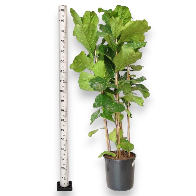 Fikus dębolistny (Ficus lyrata) 185cm