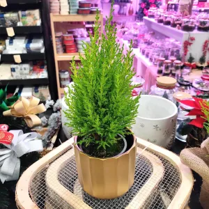Cyprysik (Cupressus 'Goldcrest Wilma') mini choinka 40cm