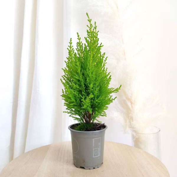 Cyprysik (Cupressus 'Goldcrest Wilma') mini choinka 40cm