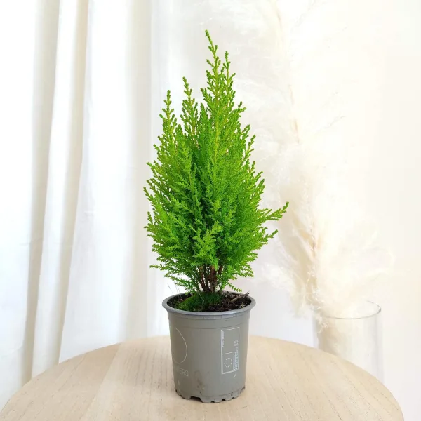 Cyprysik (Cupressus 'Goldcrest Wilma') mini choinka 40cm