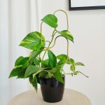 Podpora metalowa do roślin pętle złote