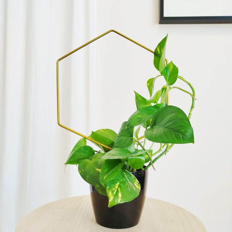 Podpora metalowa do roślin heksagon złoty