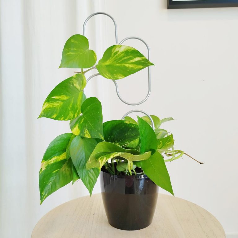 Podpora metalowa do roślin pętle srebrne