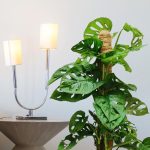 Monstera monkey mask (obliqua Leichtlinii) 30cm