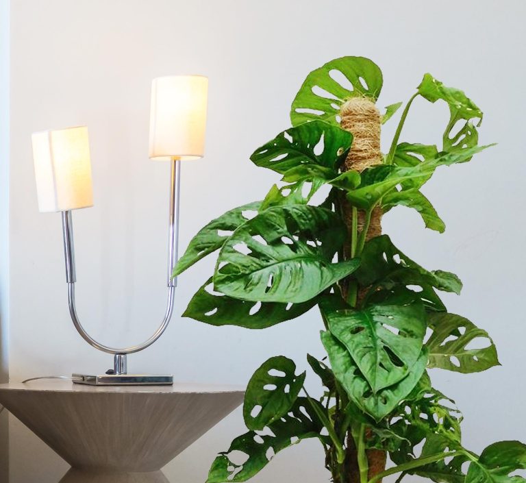 Monstera monkey mask (obliqua Leichtlinii) 30cm