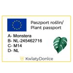 Monstera dziurawa (Monstera deliciosa) 130cm