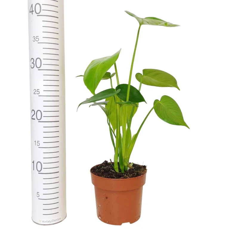 Monstera dziurawa (Monstera deliciosa) 40cm