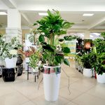 Monstera dziurawa (Monstera deliciosa) 130cm