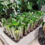 Monstera dziurawa (Monstera deliciosa) 40cm